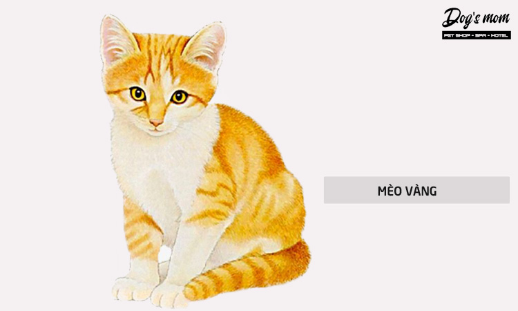 Hãy đến với hình ảnh một chú mèo lông vàng như những cánh ánh vàng rực rỡ, với đôi tai nhọn và đôi mắt to tròn sẽ làm bạn ngẩn ngơ.